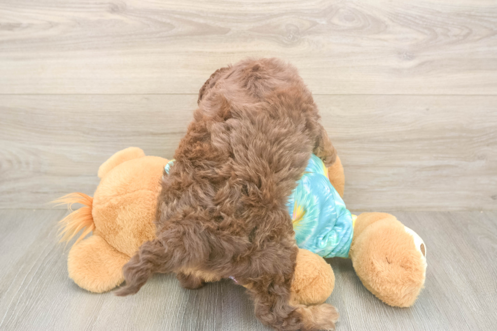 Popular Mini Aussiedoodle Poodle Mix Pup