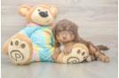 Hypoallergenic Aussiepoo Poodle Mix Puppy