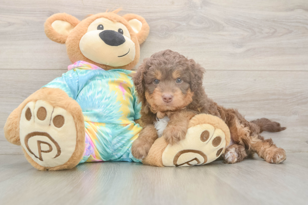 Hypoallergenic Aussiepoo Poodle Mix Puppy