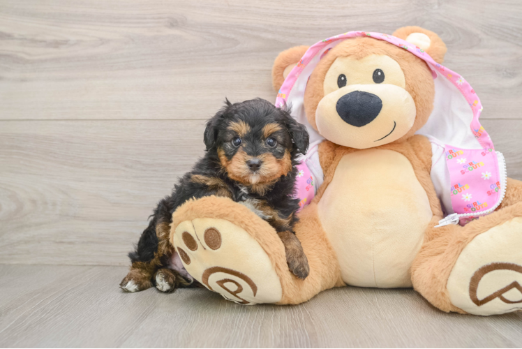 Playful Mini Aussiepoodle Poodle Mix Puppy