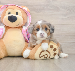 7 week old Mini Aussiedoodle Puppy For Sale - Pilesgrove Pups