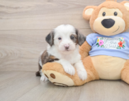 8 week old Mini Aussiedoodle Puppy For Sale - Pilesgrove Pups