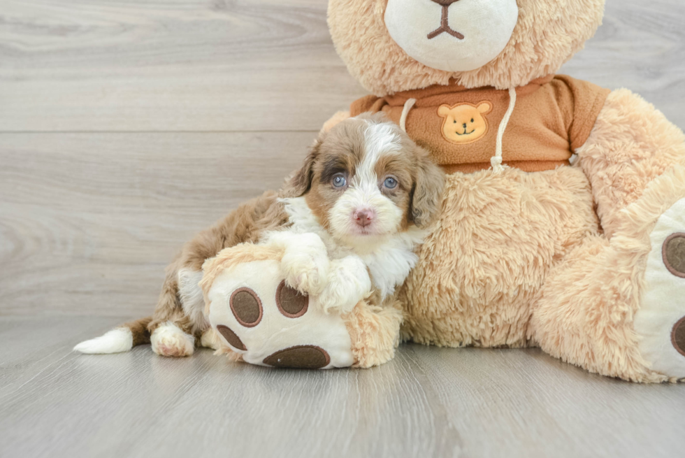 Fluffy Mini Aussiedoodle Poodle Mix Pup