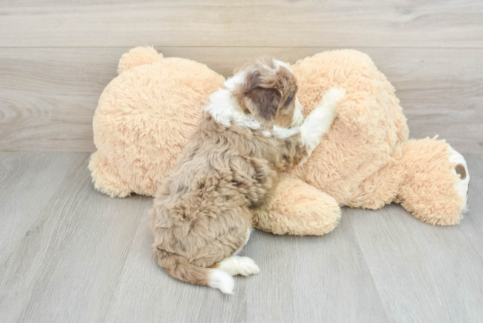 Friendly Mini Aussiedoodle Baby