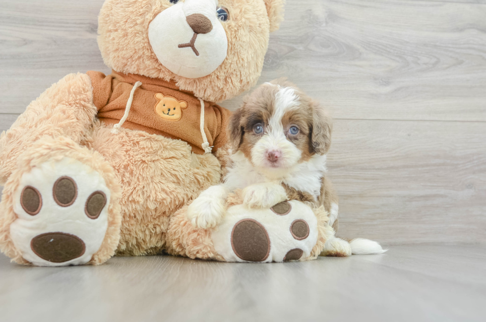 5 week old Mini Aussiedoodle Puppy For Sale - Pilesgrove Pups