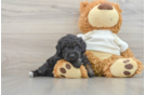 Mini Aussiedoodle Puppy for Adoption