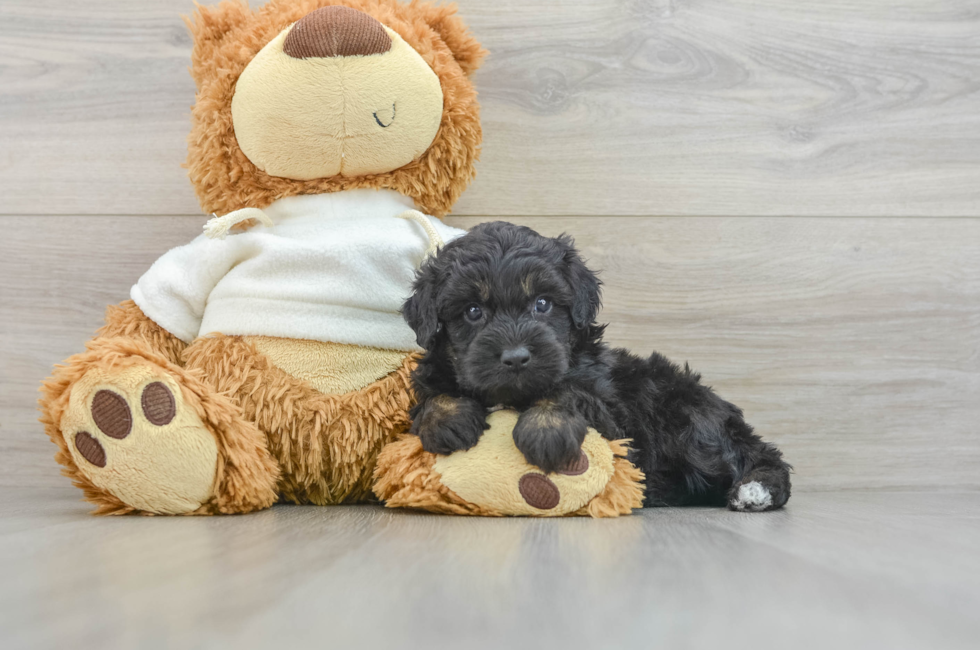 5 week old Mini Aussiedoodle Puppy For Sale - Pilesgrove Pups