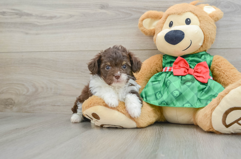 5 week old Mini Aussiedoodle Puppy For Sale - Pilesgrove Pups