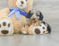 7 week old Mini Aussiedoodle Puppy For Sale - Pilesgrove Pups