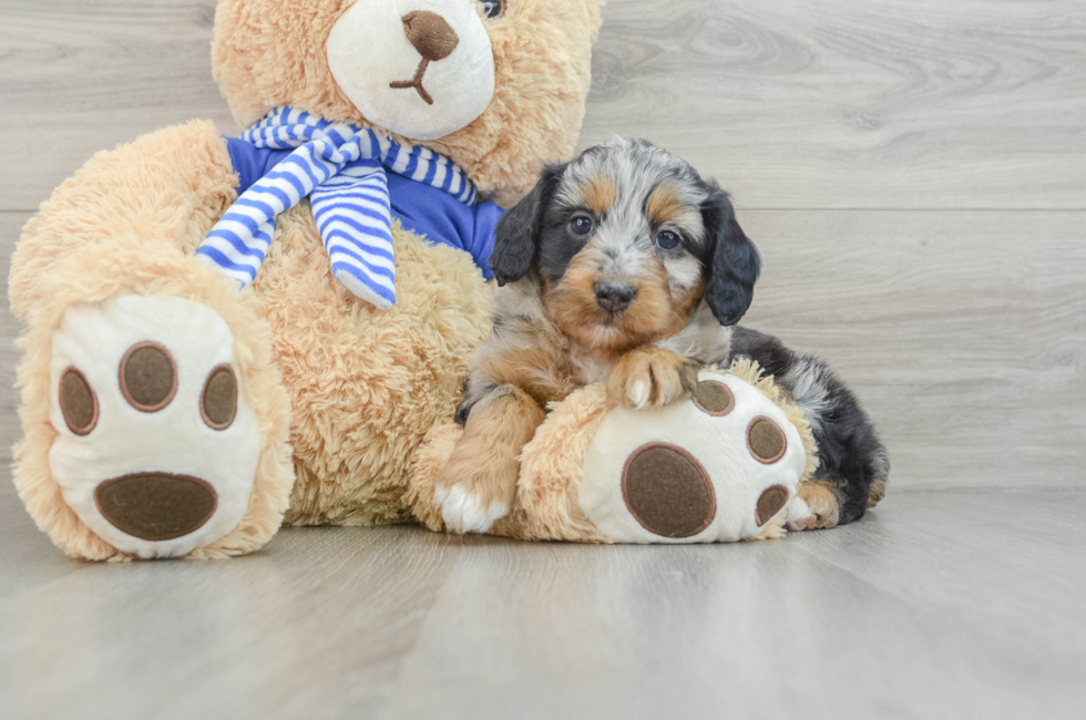 7 week old Mini Aussiedoodle Puppy For Sale - Pilesgrove Pups