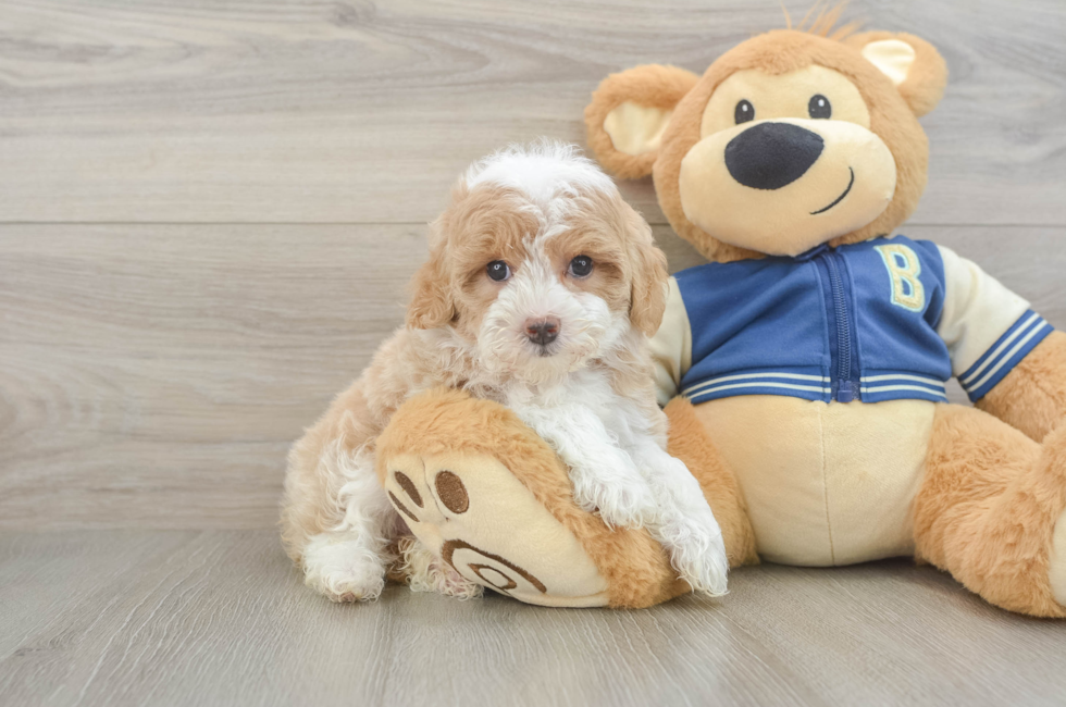 5 week old Mini Aussiedoodle Puppy For Sale - Pilesgrove Pups