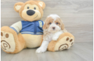 Best Mini Aussiedoodle Baby