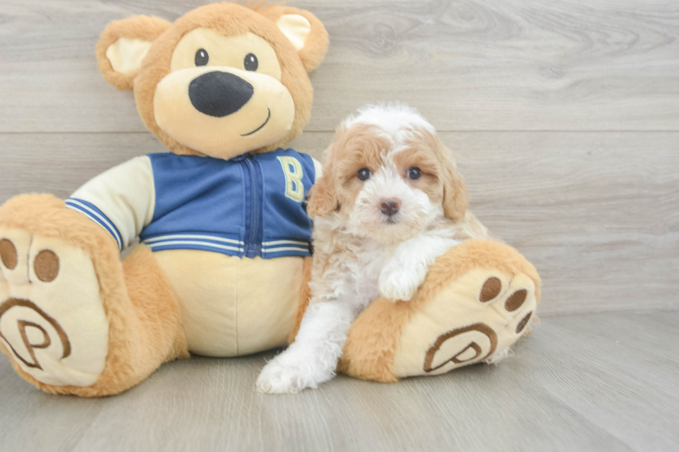 Best Mini Aussiedoodle Baby