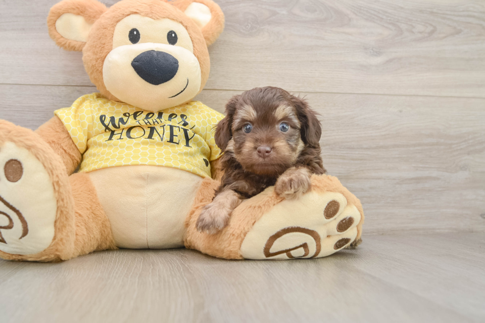 Mini Aussiedoodle Puppy for Adoption