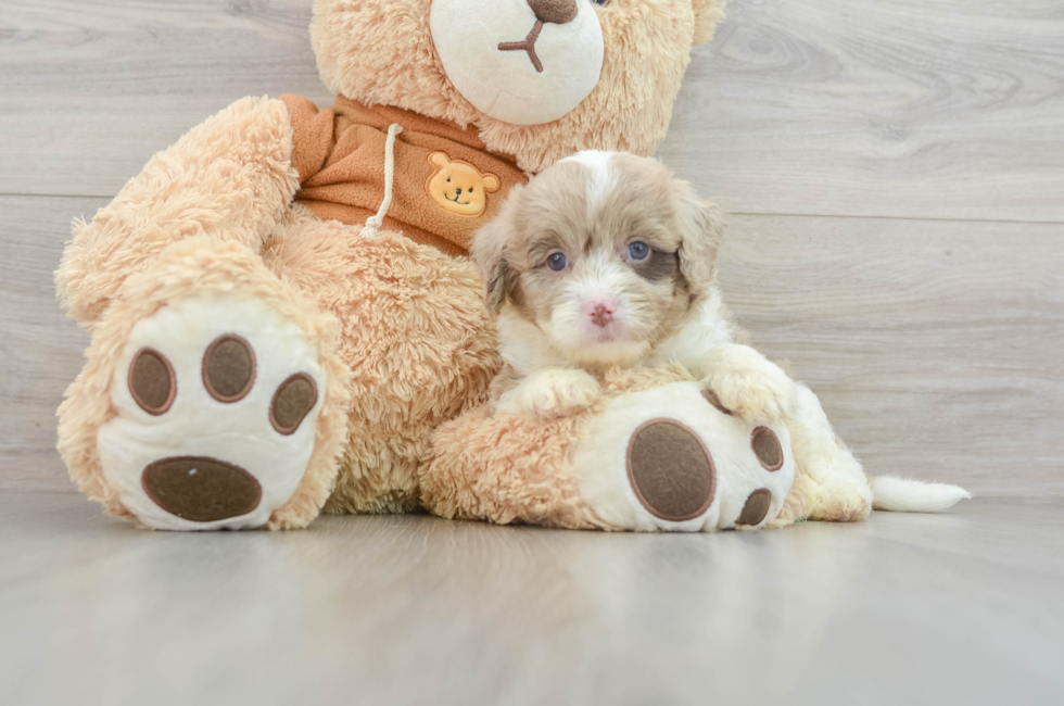 5 week old Mini Aussiedoodle Puppy For Sale - Pilesgrove Pups