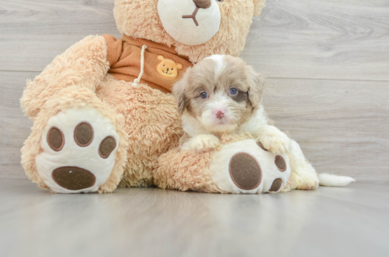 Petite Mini Aussiedoodle Poodle Mix Pup