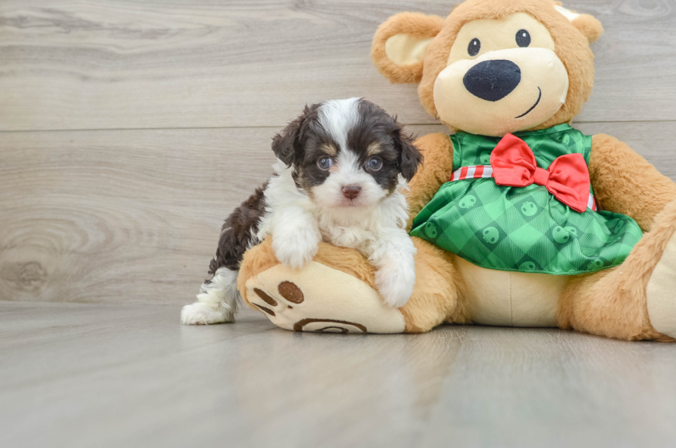 5 week old Mini Aussiedoodle Puppy For Sale - Pilesgrove Pups