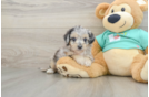Best Mini Aussiedoodle Baby