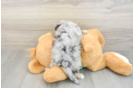 Mini Aussiedoodle Puppy for Adoption
