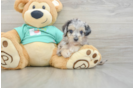 Small Mini Aussiedoodle Baby