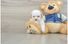 Happy Mini Aussiedoodle Baby
