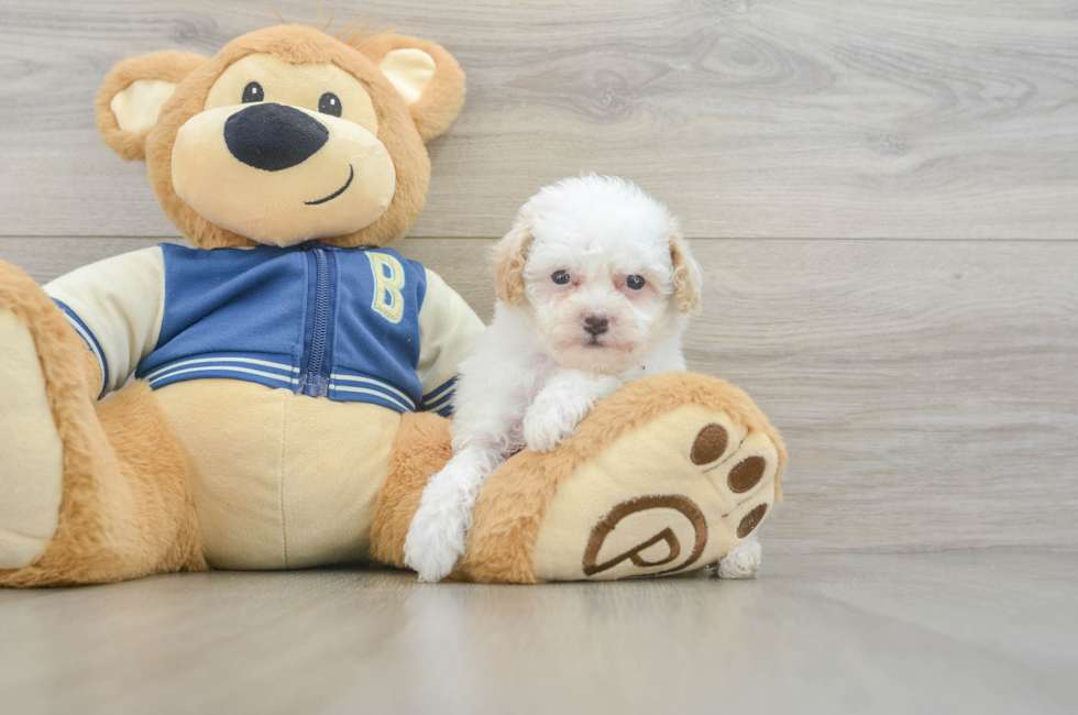 5 week old Mini Aussiedoodle Puppy For Sale - Pilesgrove Pups