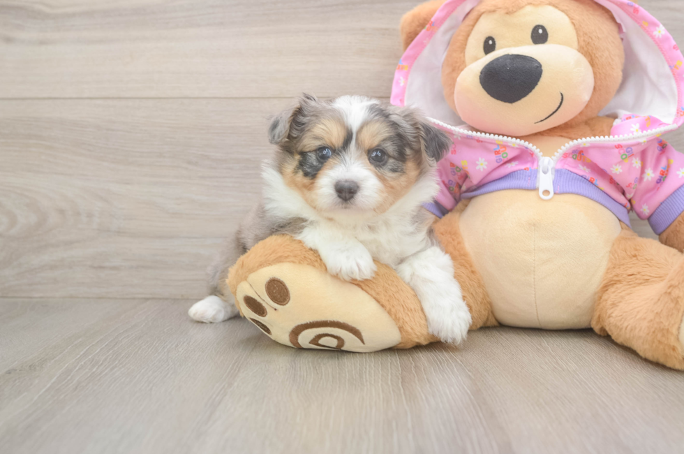 5 week old Mini Aussiedoodle Puppy For Sale - Pilesgrove Pups