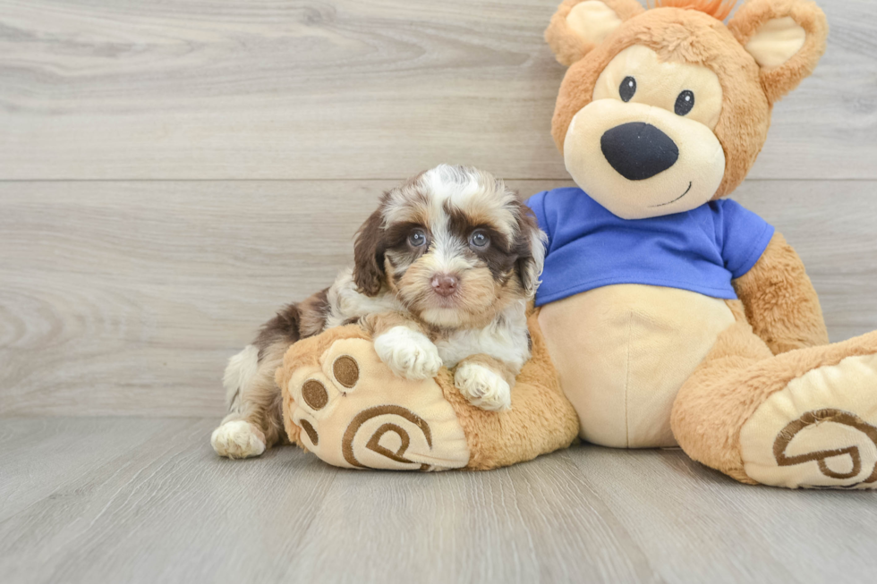 Mini Aussiedoodle Puppy for Adoption