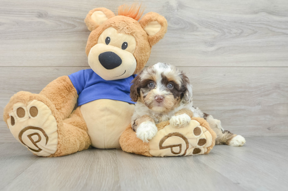 Playful Mini Aussiepoodle Poodle Mix Puppy