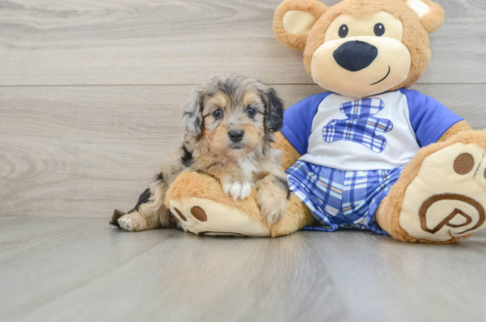 6 week old Mini Aussiedoodle Puppy For Sale - Pilesgrove Pups