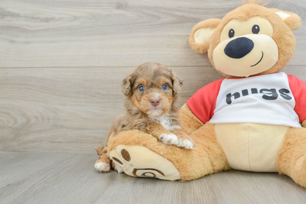 Mini Aussiedoodle Pup Being Cute