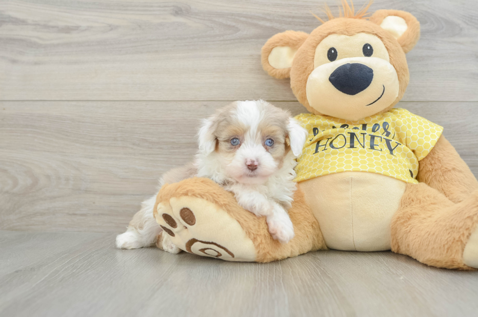 6 week old Mini Aussiedoodle Puppy For Sale - Pilesgrove Pups