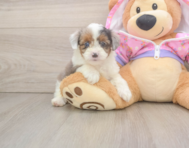 8 week old Mini Aussiedoodle Puppy For Sale - Pilesgrove Pups