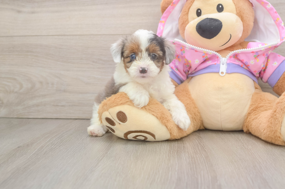 7 week old Mini Aussiedoodle Puppy For Sale - Pilesgrove Pups