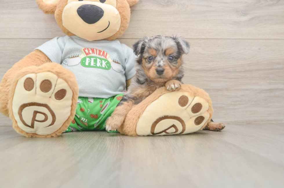 5 week old Mini Aussiedoodle Puppy For Sale - Pilesgrove Pups