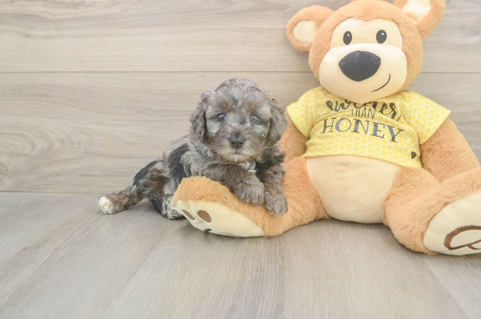 5 week old Mini Aussiedoodle Puppy For Sale - Pilesgrove Pups