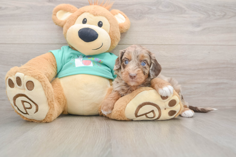 Energetic Aussie Poo Poodle Mix Puppy