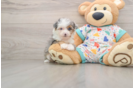 Mini Aussiedoodle Puppy for Adoption