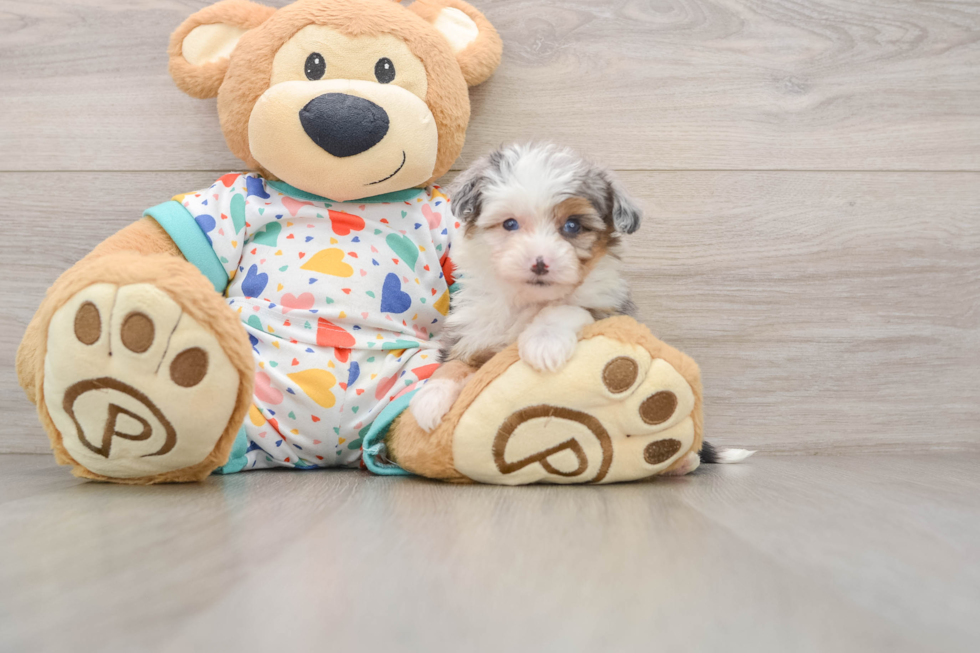 Petite Mini Aussiedoodle Poodle Mix Pup