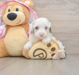 8 week old Mini Aussiedoodle Puppy For Sale - Pilesgrove Pups