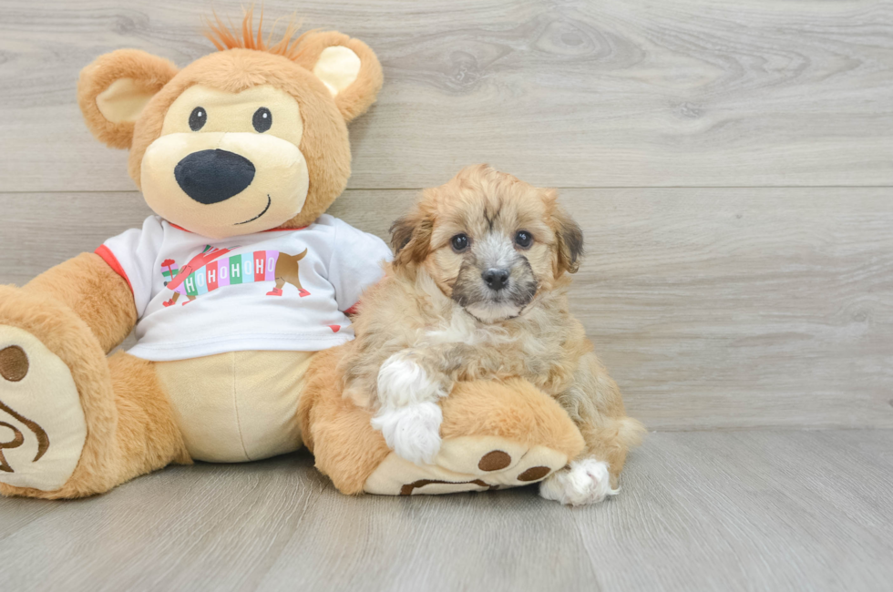 5 week old Mini Aussiedoodle Puppy For Sale - Pilesgrove Pups