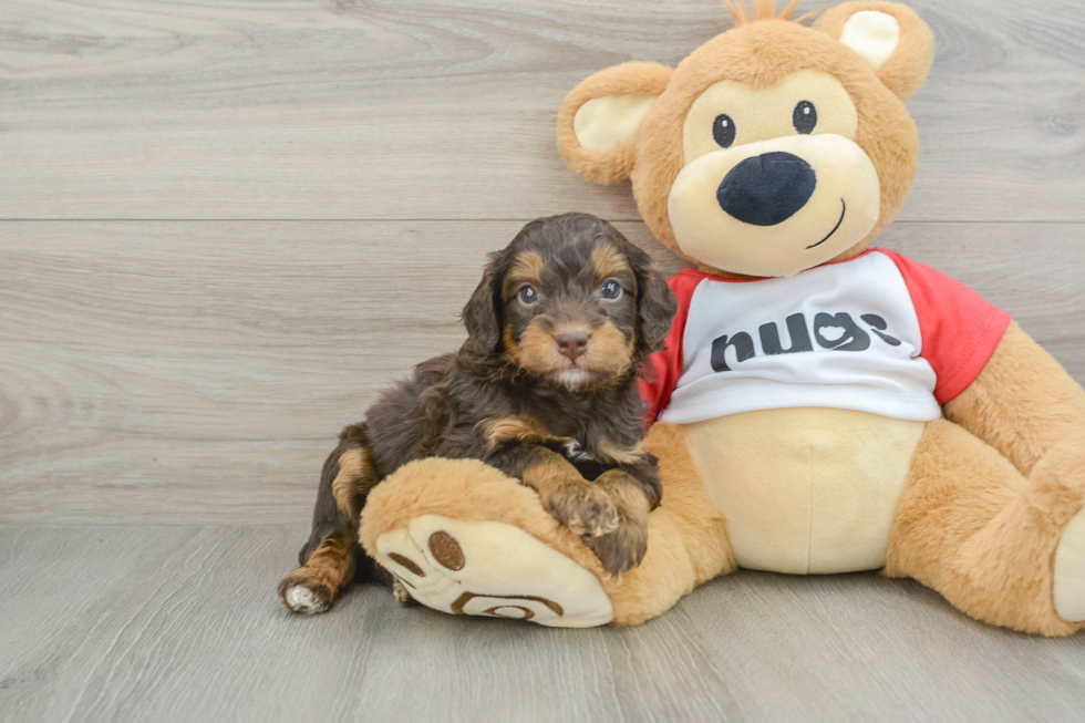 Hypoallergenic Aussiepoo Poodle Mix Puppy