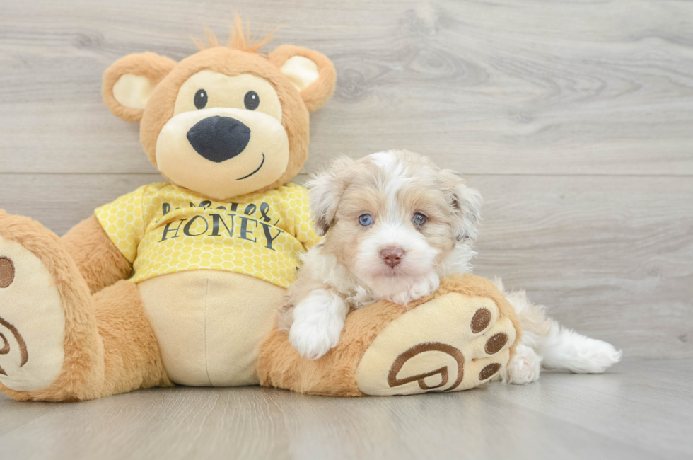 6 week old Mini Aussiedoodle Puppy For Sale - Pilesgrove Pups