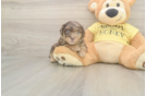 Friendly Mini Aussiedoodle Baby