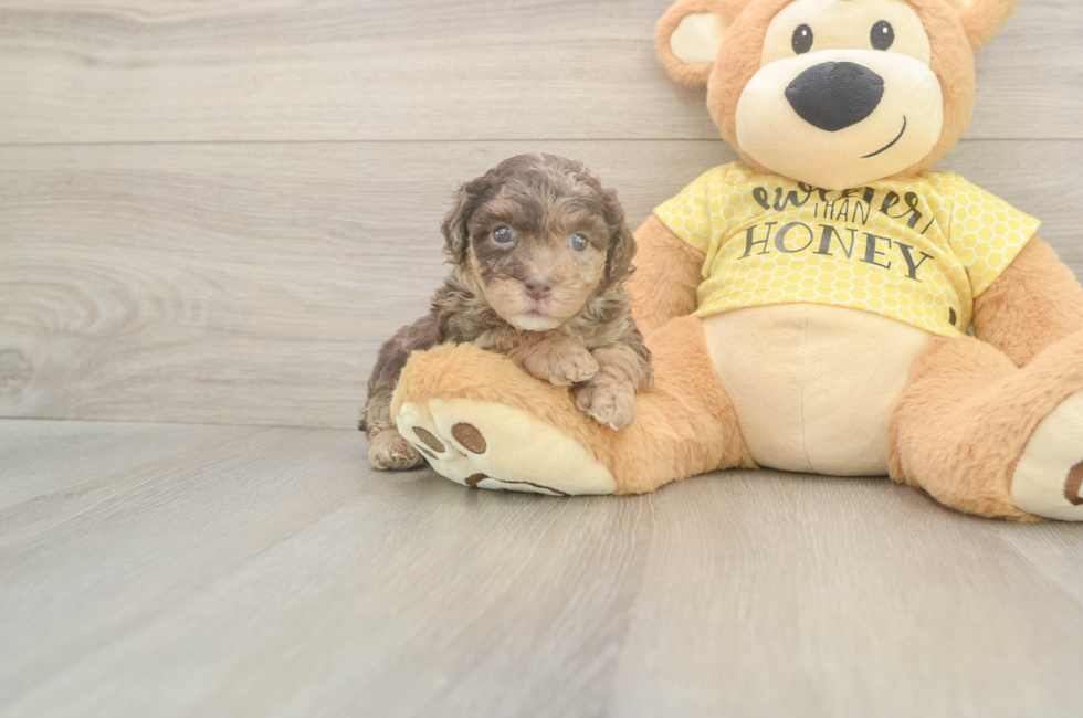 5 week old Mini Aussiedoodle Puppy For Sale - Pilesgrove Pups