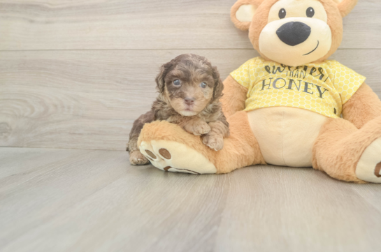 Friendly Mini Aussiedoodle Baby