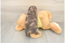 Petite Mini Aussiedoodle Poodle Mix Pup
