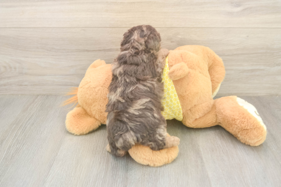 Petite Mini Aussiedoodle Poodle Mix Pup