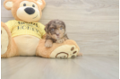 Energetic Aussie Poo Poodle Mix Puppy