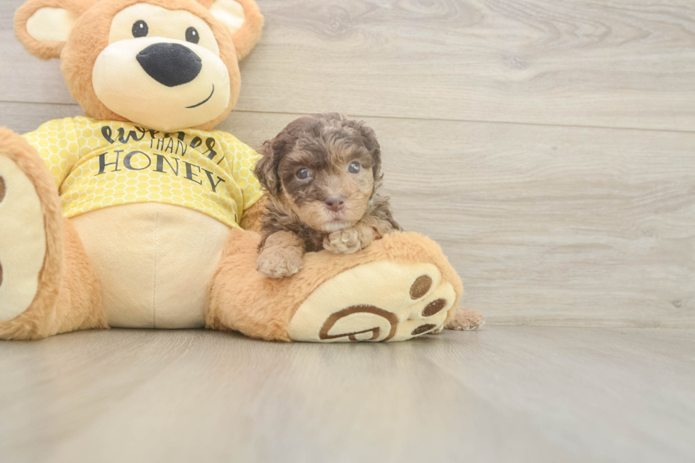 Energetic Aussie Poo Poodle Mix Puppy